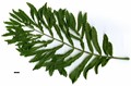 SpeciesSub: 'Fern Leaf'